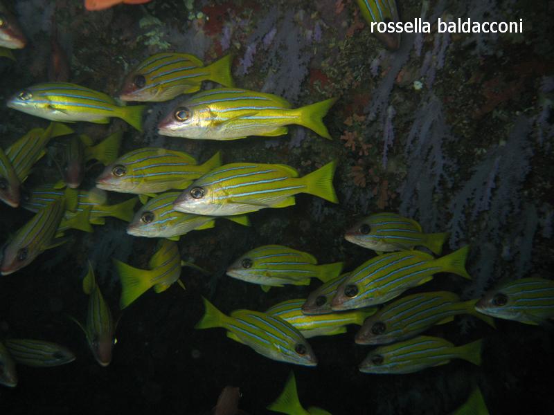Maldive (atolli di Male Nord e Male Sud)